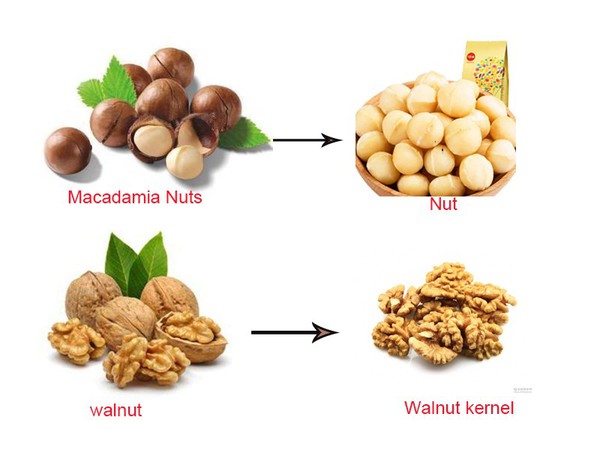 Automatic Walnut Cracker Automatic Walnut Cracker