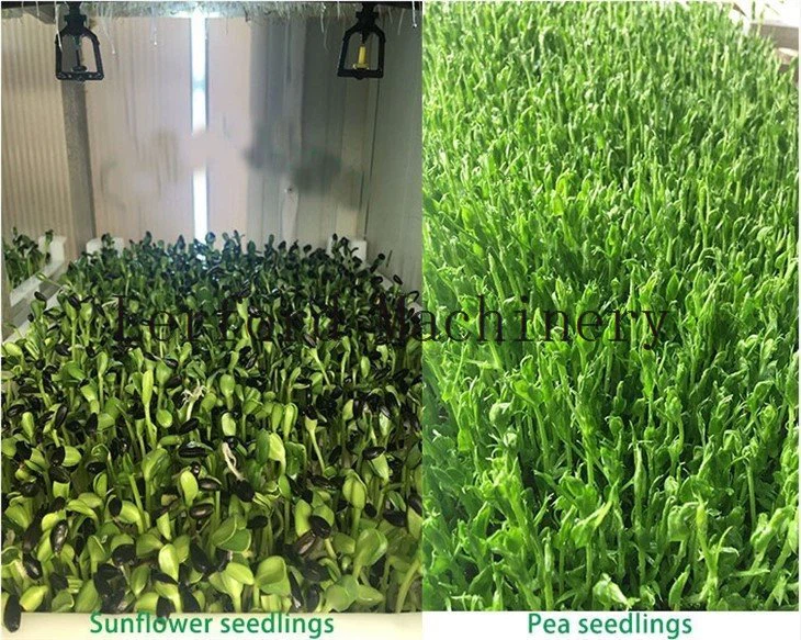 hydroponic green fodder machine